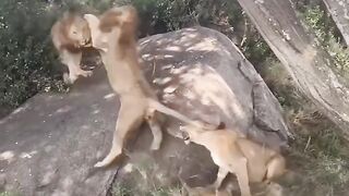 Action of lion