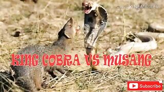 KING COBRA Vs MUSANG