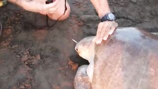Big Sea Tortoise