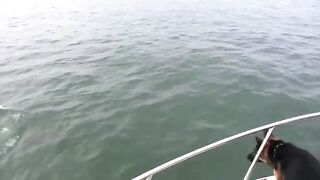 Pet Dog Swimming