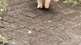 Kucing ponorogo