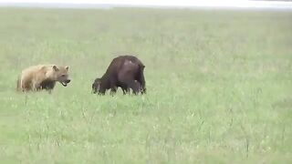 Buffalo & Calf
