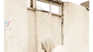 Funny video