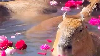Capybara 2