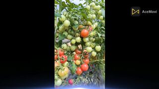 froot aur sabjiyan