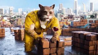 Kater aus aller Welt die aunf einer Baustelle sind????????????????