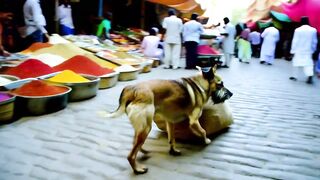 Streunerhunde in urbaner Poesie????????????