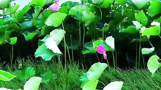beautiful video clip 2
