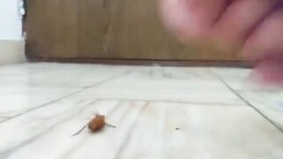 cockroach 2