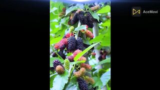beautiful video clipshorts video clips