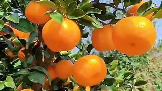 Orange trees beautiful view or video clips