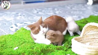 Adorable Cats Playing: The Cutest Moments You’ll Ever See!