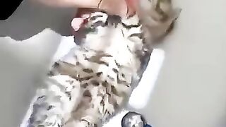 Cute cats and kittens 2