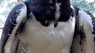 Harpy eagle