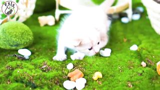 The Most Amazing Cats Playing Like Never Before!