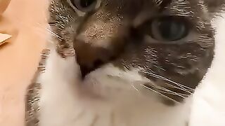 Cat  funny face video