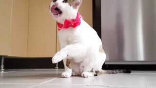 Cat Mouth Washing
