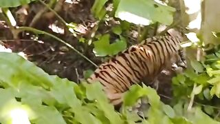 Harimau 4