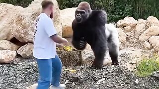मज़ेदार गोरिल्ला #foryou #animallife #funnyanimal #gorrila