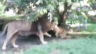 Lion Cubs