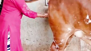 ہندو دھرم میں گاؤ موتر پینے سے پیٹ کی بیماریاں ختم ہو جاتی ہیں