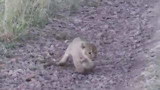 Cute Lion Cub