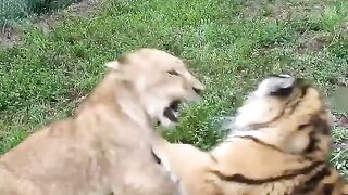 Baby Lion & Baby Tiger Playing