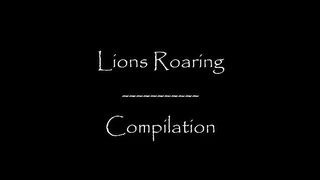 Lion Roaring Compilation