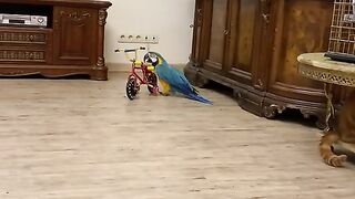 Parrot ???? Cycling