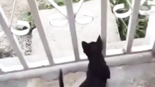 Funny little dog