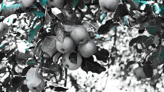 How to produce apple trees