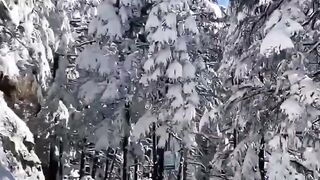 Muree