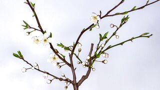 plum blossom blossom bloom branch tree