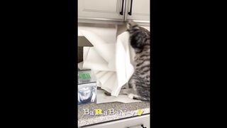 I'll teach you to swim! ???? Videos of funny cats and kittens!