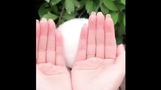 cute mini pomeranian puppy video| cute puppy video|video by animallover12 #cuteanimal#cutepuppy