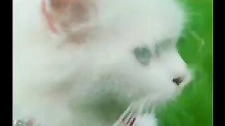 lovely cat