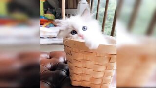 Cute Cat playing video|Cute animal video|Video by ANIMALLOVER12 #cutecat#cuteanimal