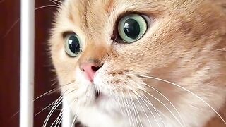 Cat funny video cat talking Funny