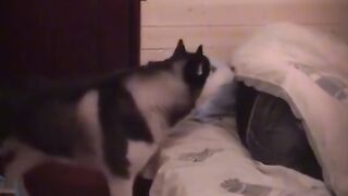 Funny video