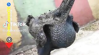 Funny video tik Tok