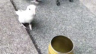 Amazing birds in cirkess