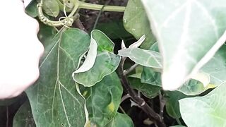 My hobby gardening
