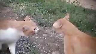animals moment