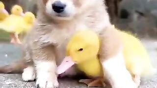 Puppy#videos# shorts# pets