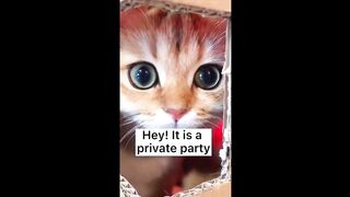 Disco kittens - Funny Cats