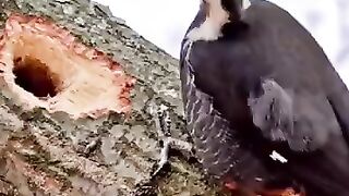 Beautiful bird