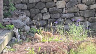 Playing cats