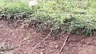 Aik Duk aur Monkey ki Video