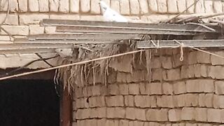Beautiful pigeon sitting on roof.