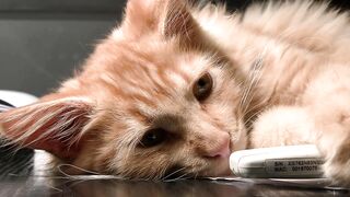 Sleeping cat